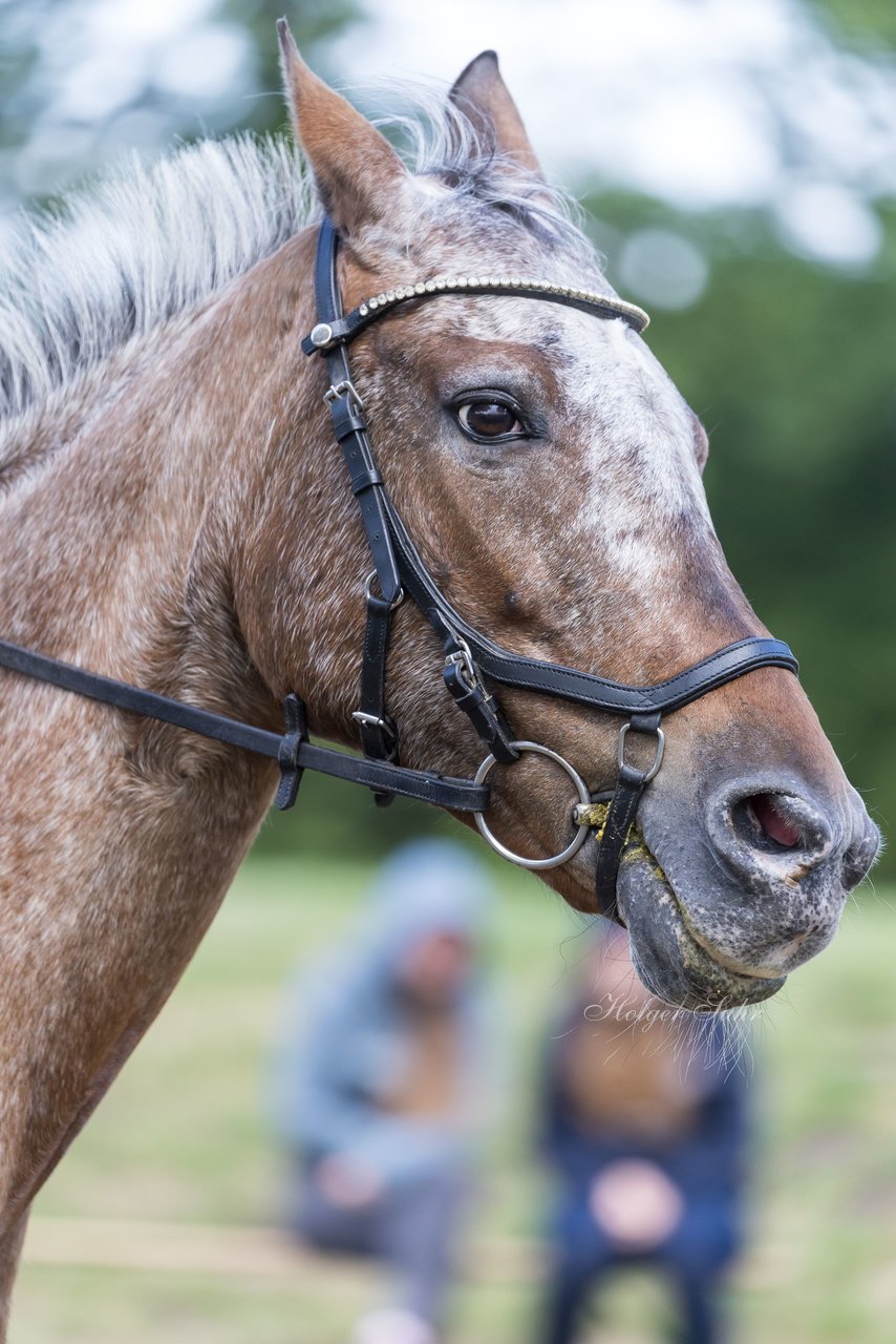 Bild 653 - Pony Akademie Turnier